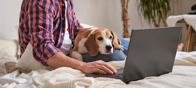Hund schaut ins Laptop hinein